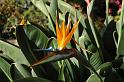 Another bird of paradise